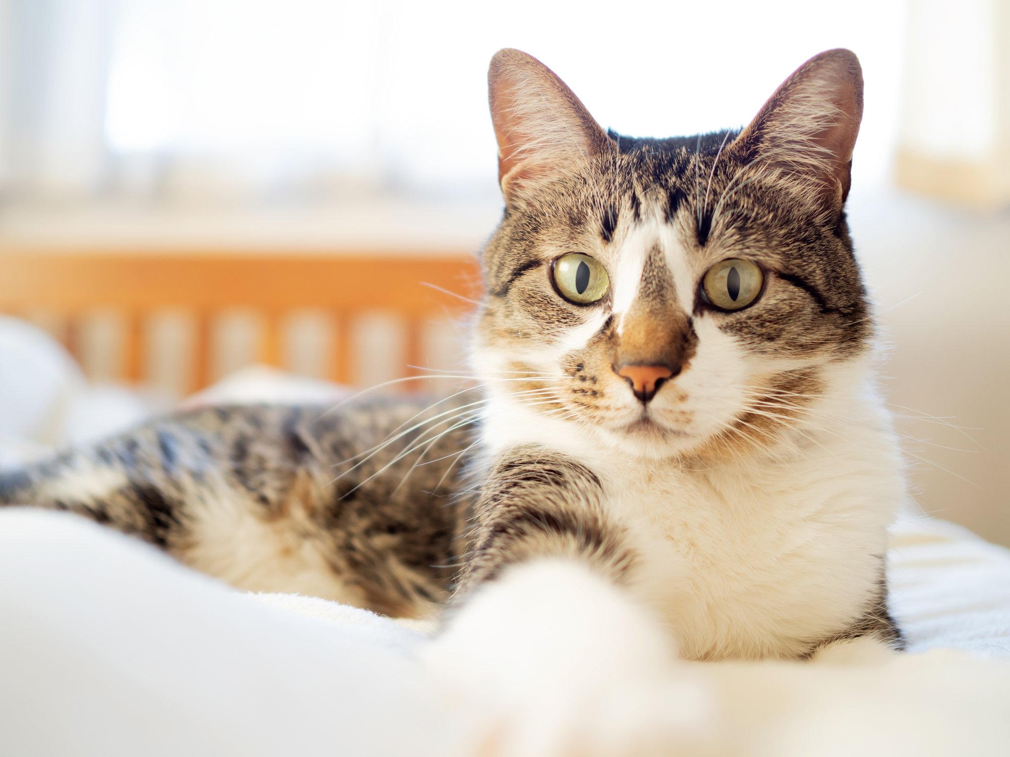 ネコとの暮らしお悩み相談:爪とぎ、部屋への侵入、ストレスu2026防ぐ方法