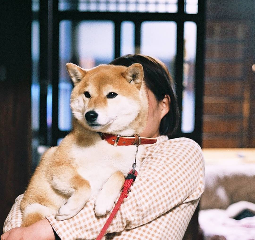 犬の写真を上手に撮るコツ 会話感覚でカメラ目線に Inubot回覧板 Esseonline エッセ オンライン 犬の写真を上手に撮るコツ 会話感覚でカメラ目線に Inubot回覧板 Esseonline エッセ オンライン