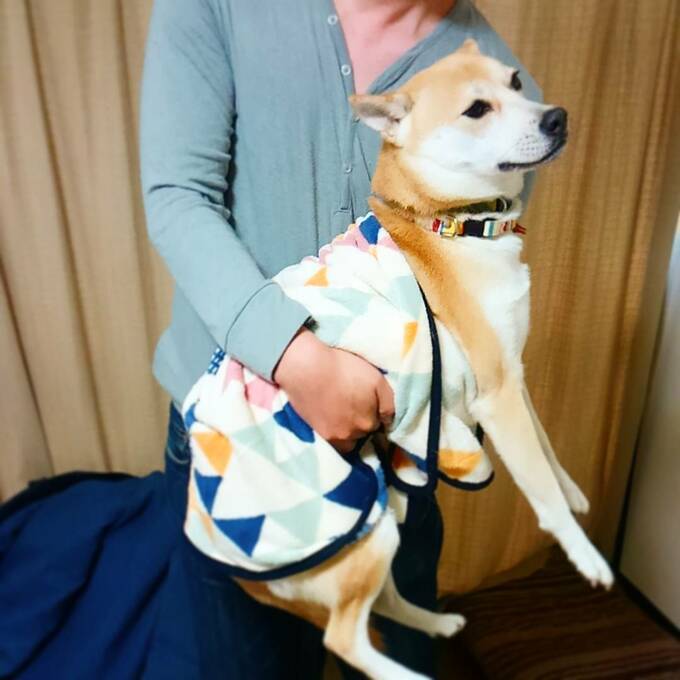 写真 1ページ目 保護犬マンガ 寝言で キュンキュン 足をバタバタ ワンコは肉の夢を見る Esseonline エッセ オンライン