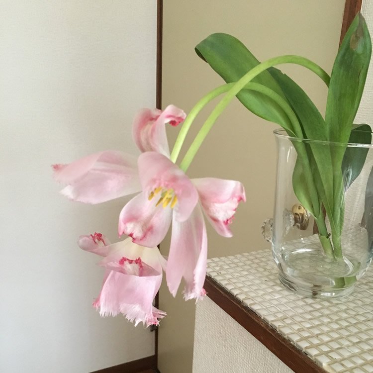 開ききったチューリップも魅力的 はかない美しさをじっくり楽しんで Esseonline エッセ オンライン