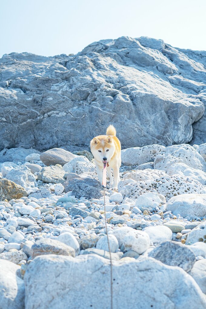 犬