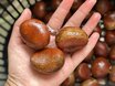 面倒な「栗の鬼皮」がスルスルむける攻略法。“冷凍＋熱湯の合わせ技”がポイント！