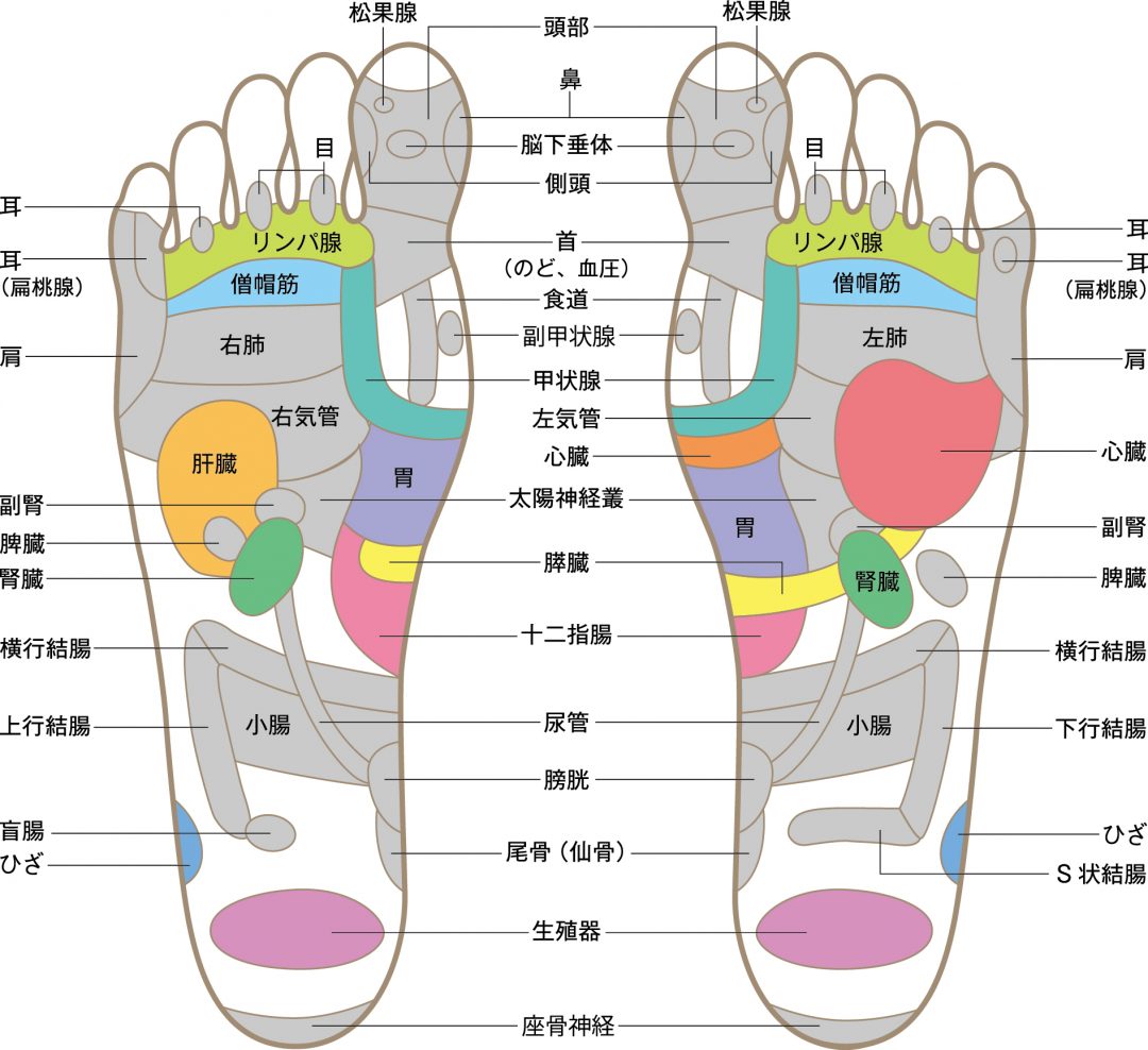 足裏を刺激したらポッコリ腹が凹んだ O脚 偏平足改善も Esseonline エッセ オンライン