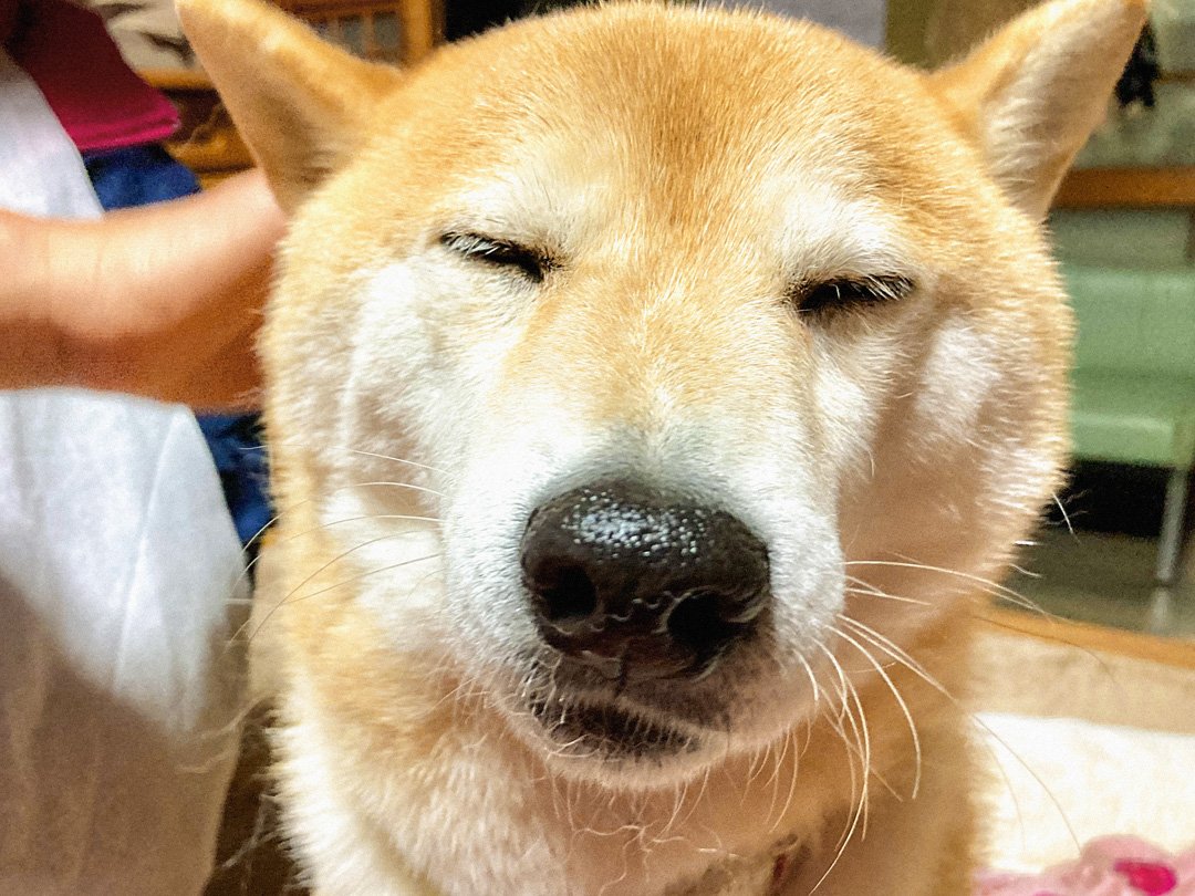 いつも元気な犬がしょんぼり 年末に起きた事件とは Inubot回覧板 Esseonline エッセ オンライン