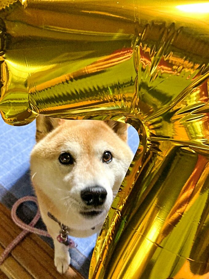 写真 1ページ目 犬用ケーキでお祝いを 7歳のパーティーの風景 Inubot回覧板 Esseonline エッセ オンライン