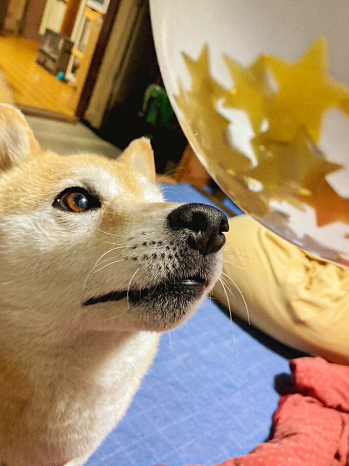 写真 1ページ目 犬用ケーキでお祝いを 7歳のパーティーの風景 Inubot回覧板 Esseonline エッセ オンライン