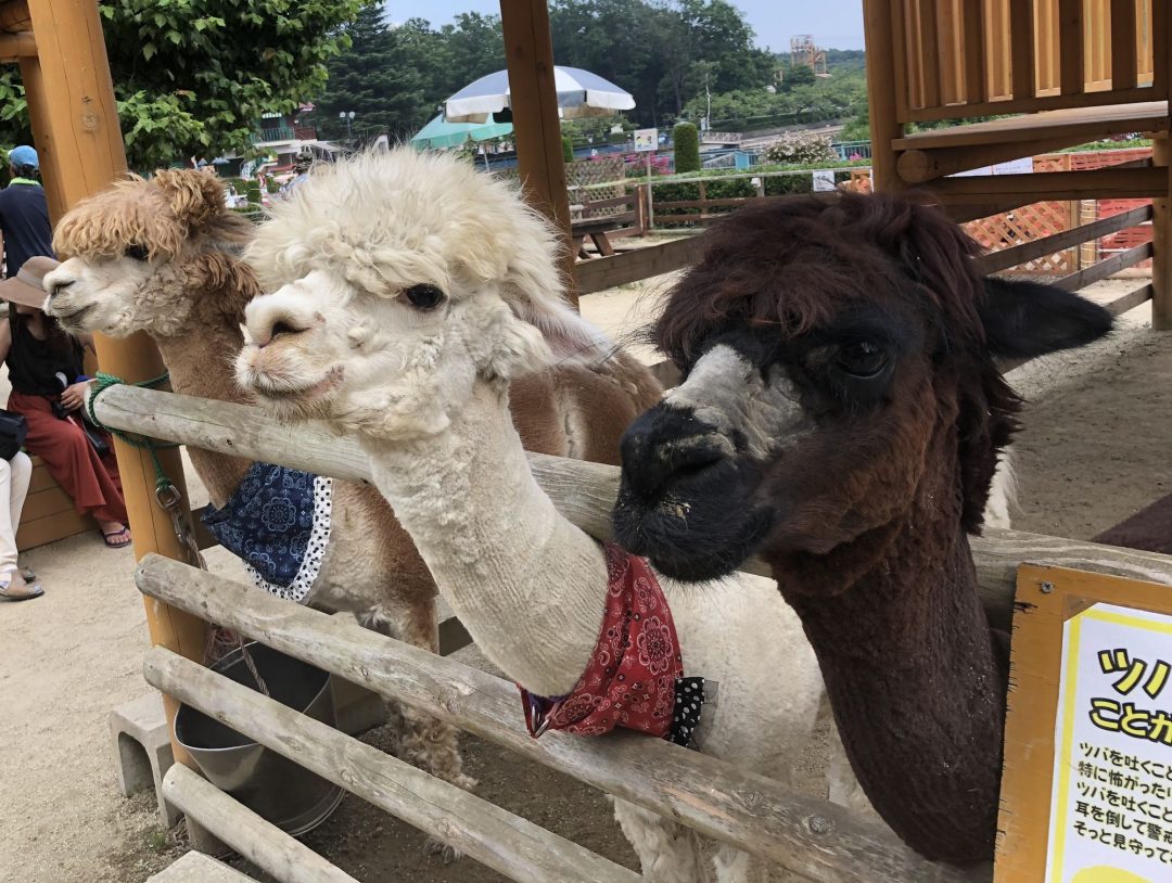 子連れで花火を見るならアミューズメントパーク アルパカもモフモフできます Esseonline エッセ オンライン