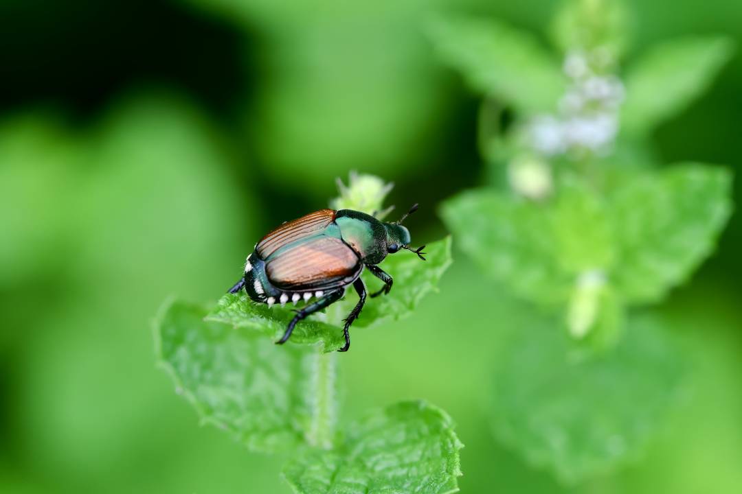 金亀子 読めたらエラい 意外と知らない漢字クイズ Esseonline エッセ オンライン